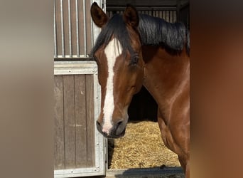 Duitse rijpony, Ruin, 15 Jaar, 145 cm, Bruin