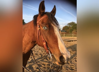 Duitse rijpony Mix, Ruin, 15 Jaar, 146 cm, Bruin