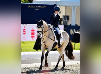 Duitse rijpony, Ruin, 15 Jaar, 146 cm, Falbe