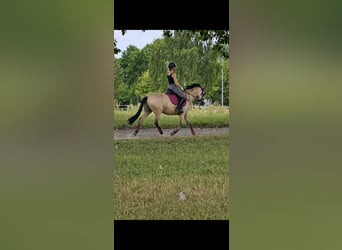 Duitse rijpony, Ruin, 15 Jaar, 146 cm, Falbe