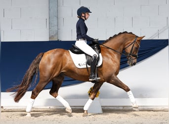 Duitse rijpony, Ruin, 15 Jaar, 146 cm, Vos