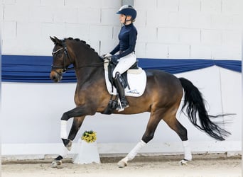 Duitse rijpony, Ruin, 15 Jaar, 148 cm, Bruin
