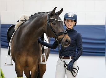 Duitse rijpony, Ruin, 15 Jaar, 148 cm, Bruin