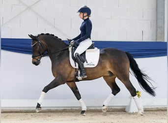 Duitse rijpony, Ruin, 15 Jaar, 148 cm, Bruin
