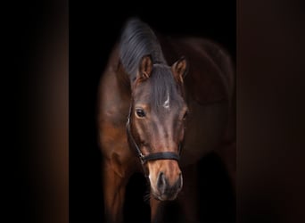 Duitse rijpony, Ruin, 15 Jaar, 148 cm, Bruin