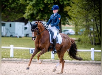 Duitse rijpony, Ruin, 15 Jaar, 148 cm, Donkere-vos