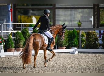 Duitse rijpony, Ruin, 15 Jaar, 148 cm, Vos