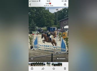 Duitse rijpony, Ruin, 15 Jaar, 148 cm, Vos