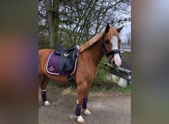 Duitse rijpony, Ruin, 16 Jaar, 142 cm, Vos