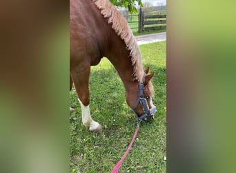 Duitse rijpony, Ruin, 16 Jaar, 142 cm, Vos