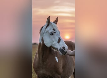 Duitse rijpony Mix, Ruin, 16 Jaar, 145 cm, Gevlekt-paard