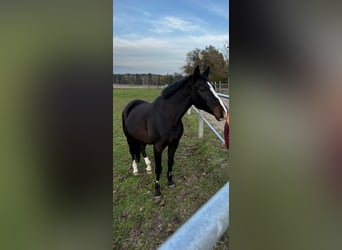 Duitse rijpony, Ruin, 16 Jaar, 146 cm, Zwart