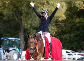 Duitse rijpony, Ruin, 16 Jaar, 148 cm, Bruin