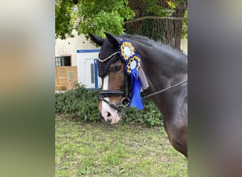 Duitse rijpony, Ruin, 16 Jaar, 148 cm, Donkerbruin