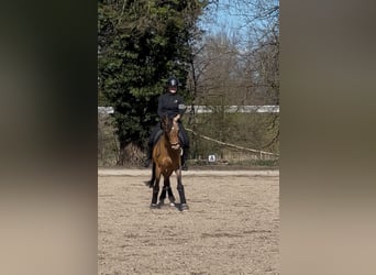 Duitse rijpony, Ruin, 16 Jaar, 148 cm, Falbe