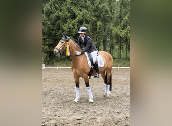 Duitse rijpony, Ruin, 16 Jaar, 148 cm, Falbe
