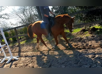 Duitse rijpony, Ruin, 16 Jaar, 148 cm, Vos