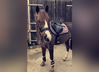 Duitse rijpony, Ruin, 16 Jaar, 149 cm, Donkere-vos