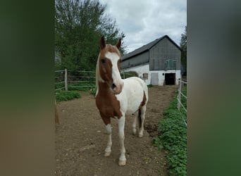 Duitse rijpony, Ruin, 16 Jaar, Gevlekt-paard