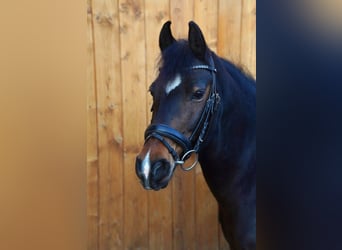 Duitse rijpony Mix, Ruin, 17 Jaar, 141 cm, Donkerbruin