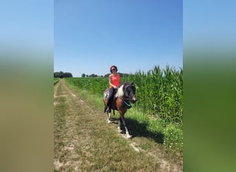 Duitse rijpony, Ruin, 17 Jaar, 143 cm, Gevlekt-paard
