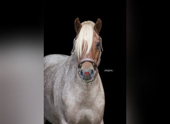 Duitse rijpony, Ruin, 17 Jaar, 145 cm, Rood schimmel