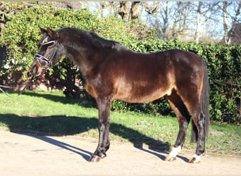 Duitse rijpony, Ruin, 17 Jaar, 147 cm, Donkerbruin