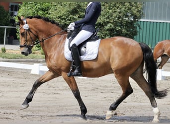 Duitse rijpony, Ruin, 17 Jaar, 148 cm, Bruin