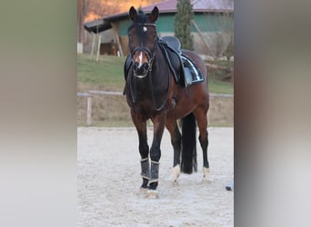 Duitse rijpony, Ruin, 17 Jaar, 148 cm, Bruin