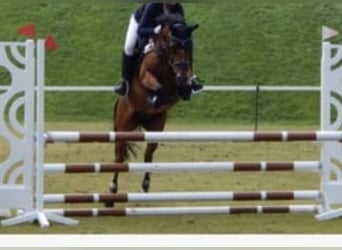Duitse rijpony, Ruin, 17 Jaar, 148 cm, Bruin