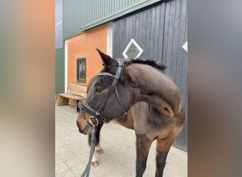 Duitse rijpony, Ruin, 17 Jaar, 148 cm, Donkerbruin