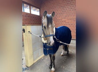 Duitse rijpony, Ruin, 17 Jaar, 148 cm, Palomino