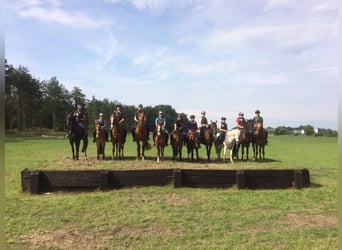 Duitse rijpony, Ruin, 17 Jaar, 148 cm, Vos