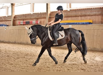 Duitse rijpony, Ruin, 17 Jaar, 148 cm, Zwart