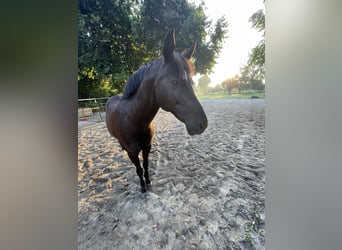 Duitse rijpony, Ruin, 17 Jaar, 148 cm, Zwart