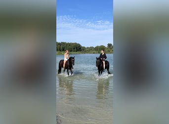 Duitse rijpony, Ruin, 17 Jaar, 148 cm, Zwart