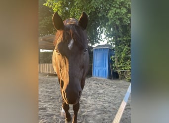 Duitse rijpony, Ruin, 17 Jaar, 148 cm, Zwart
