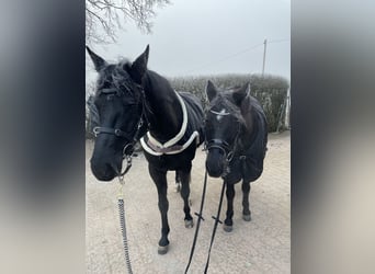 Duitse rijpony, Ruin, 17 Jaar, 148 cm, Zwart
