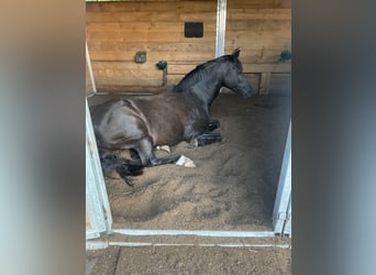 Duitse rijpony, Ruin, 17 Jaar, 148 cm, Zwart
