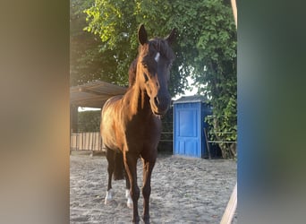 Duitse rijpony, Ruin, 17 Jaar, 148 cm, Zwart