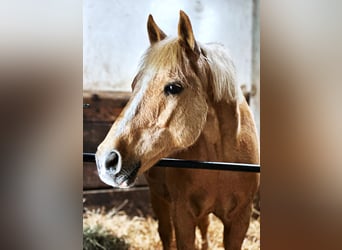 Duitse rijpony, Ruin, 18 Jaar, 134 cm, Palomino