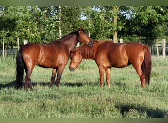 Duitse rijpony Mix, Ruin, 18 Jaar, 140 cm, Vos