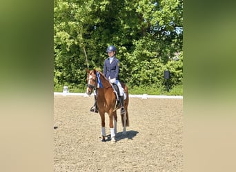 Duitse rijpony, Ruin, 18 Jaar, 143 cm, Vos
