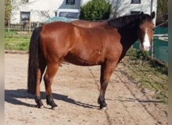 Duitse rijpony, Ruin, 18 Jaar, 146 cm, Bruin