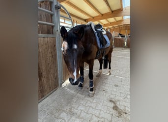 Duitse rijpony, Ruin, 18 Jaar, 148 cm, Bruin