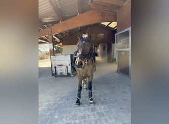 Duitse rijpony, Ruin, 18 Jaar, 148 cm, Bruin