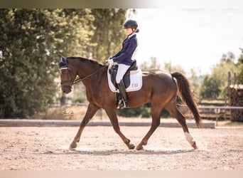 Duitse rijpony, Ruin, 18 Jaar, 148 cm, Donkere-vos