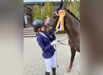 Duitse rijpony, Ruin, 18 Jaar, 148 cm, Donkere-vos