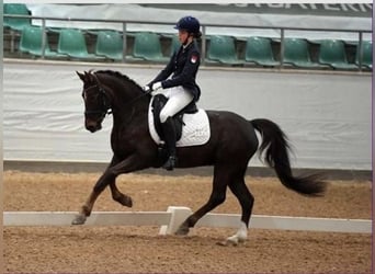 Duitse rijpony, Ruin, 18 Jaar, 148 cm, Donkere-vos