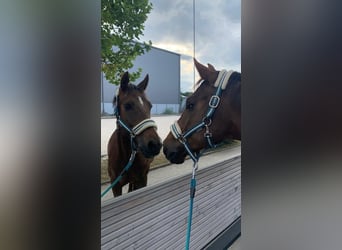 Duitse rijpony, Ruin, 18 Jaar, 148 cm, Donkere-vos